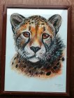 Obraz Dany Holečkové - Gepard - pastel, 30x40 cm